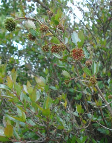 Cephalanthus natalensis green and red floral stages